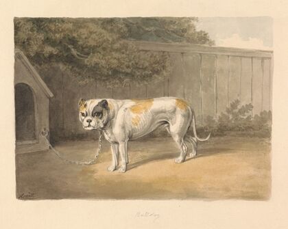 A Bulldog