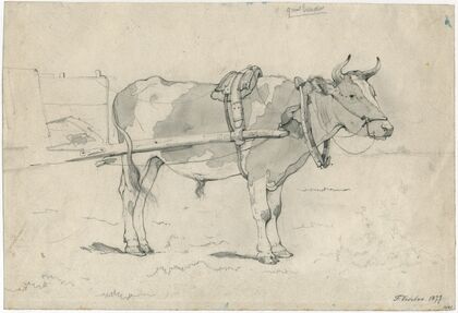 A bullock before a cart