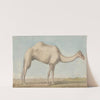 A Camel by Willey Reveley