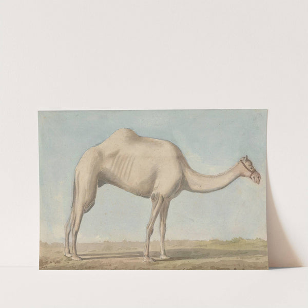 A Camel by Willey Reveley