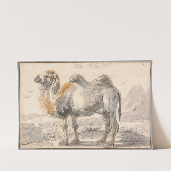 A Camel (1646) by Cornelis Saftleven