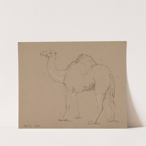 A Camel, Facing Left, Sept. 3, 1850 by George Jones