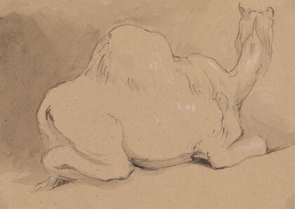 A Camel Resting