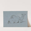 A Camel Resting, Side View to the Right by George Jones