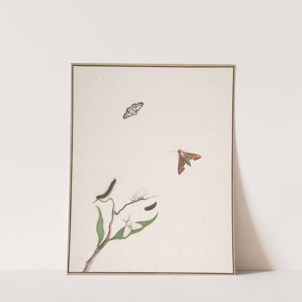 A Caterpillar and Two Moths on a Branch and Two Butterflies by Nicolaas Struyk