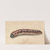 A Caterpillar (late 17th–early 18th century) by Jan Vincentsz van der Vinne