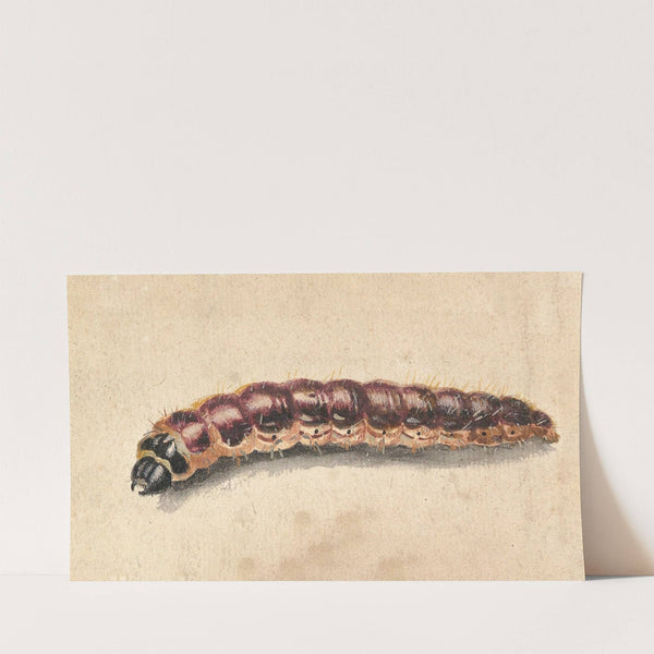 A Caterpillar (late 17th–early 18th century) by Jan Vincentsz van der Vinne