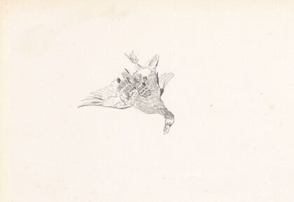 A caught duck (1881)