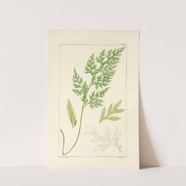 A century of ferns Pl.02 by William Jackson Hooker