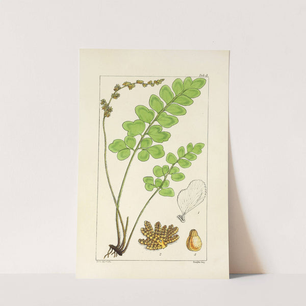 A century of ferns Pl.03 by William Jackson Hooker