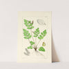A century of ferns Pl.06 by William Jackson Hooker