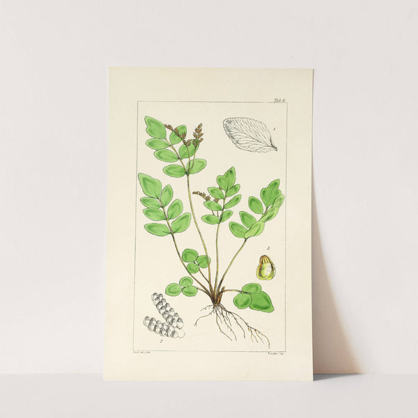 A century of ferns Pl.06 by William Jackson Hooker