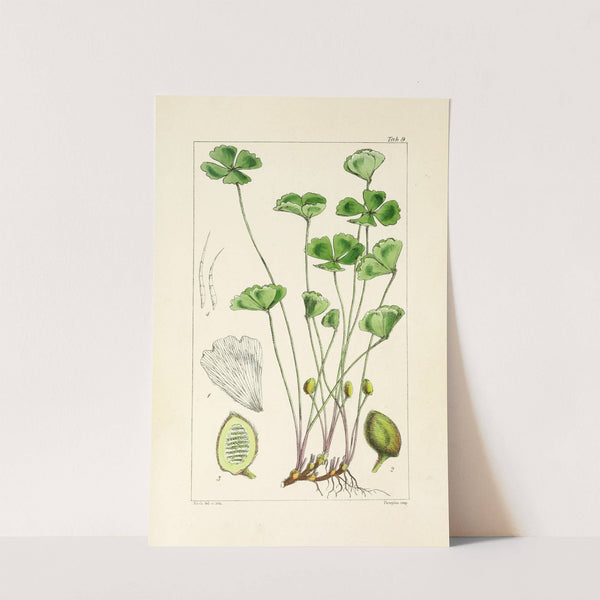 A century of ferns Pl.09 by William Jackson Hooker