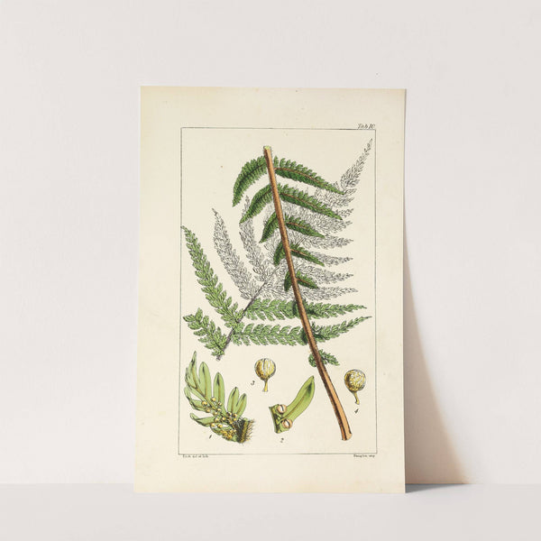 A century of ferns Pl.10 by William Jackson Hooker