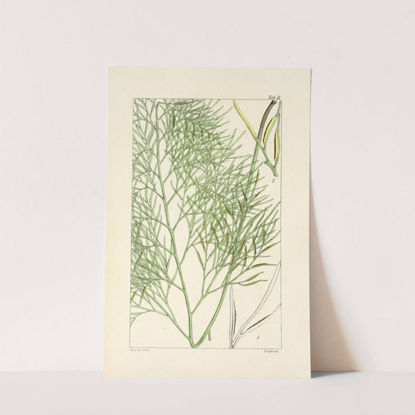 A century of ferns Pl.11 by William Jackson Hooker