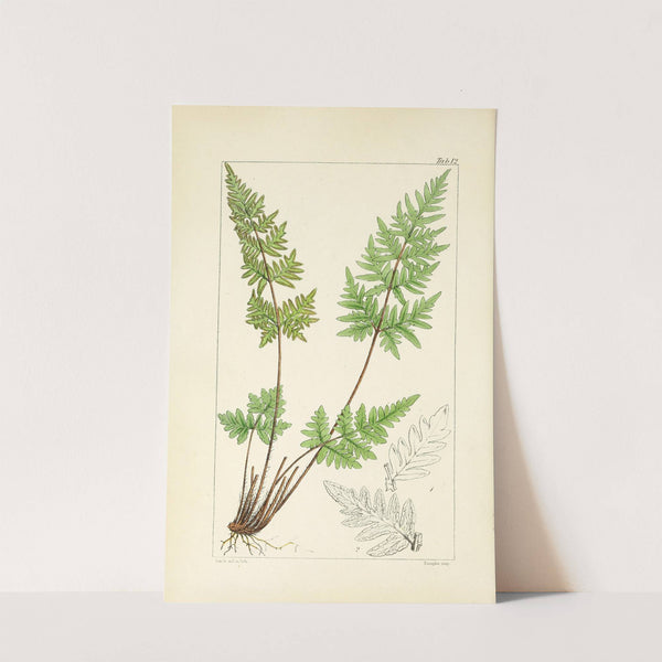 A century of ferns Pl.12 by William Jackson Hooker