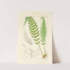 A century of ferns Pl.13 by William Jackson Hooker