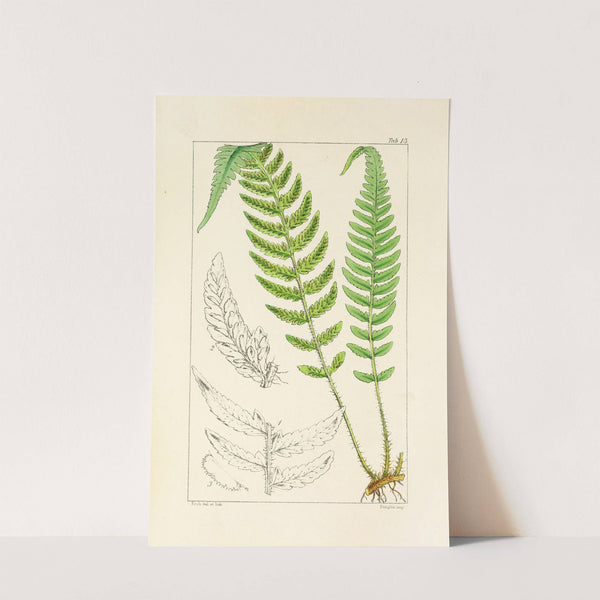 A century of ferns Pl.13 by William Jackson Hooker