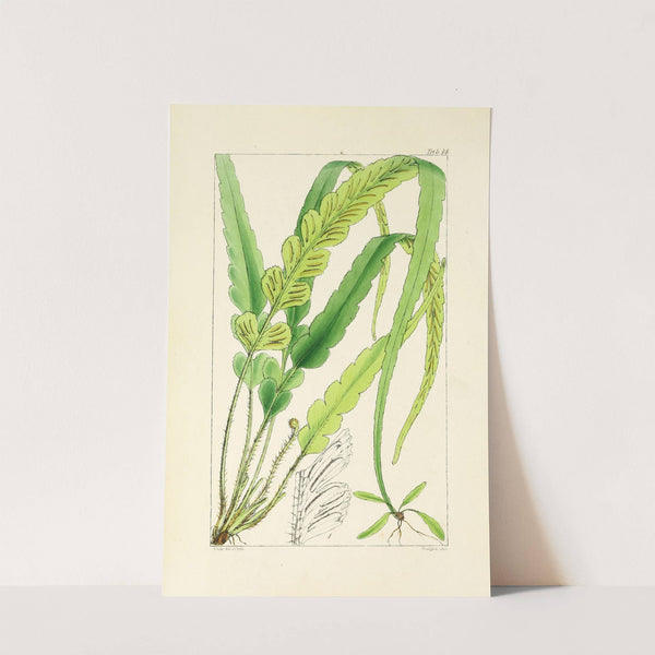 A century of ferns Pl.14 by William Jackson Hooker