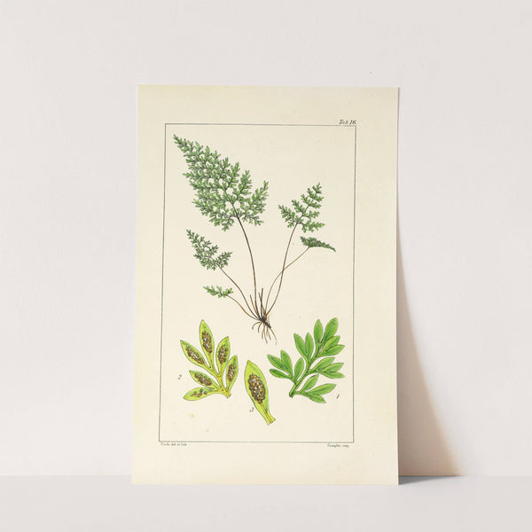 A century of ferns Pl.16 by William Jackson Hooker