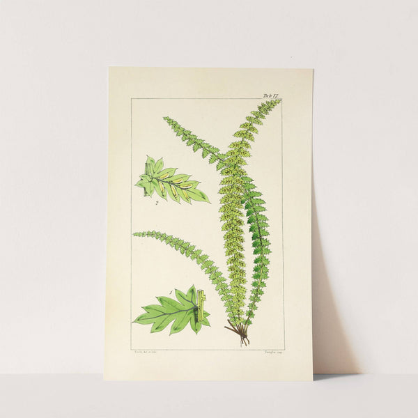 A century of ferns Pl.17 by William Jackson Hooker