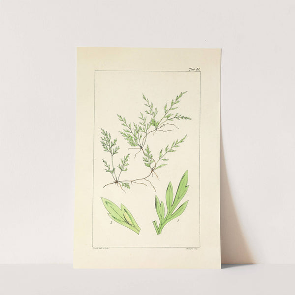 A century of ferns Pl.18 by William Jackson Hooker