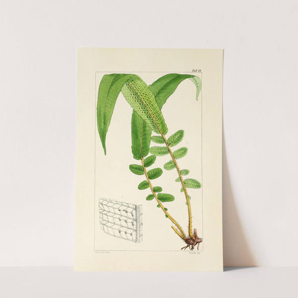 A century of ferns Pl.19 by William Jackson Hooker