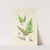 A century of ferns Pl.21 by William Jackson Hooker