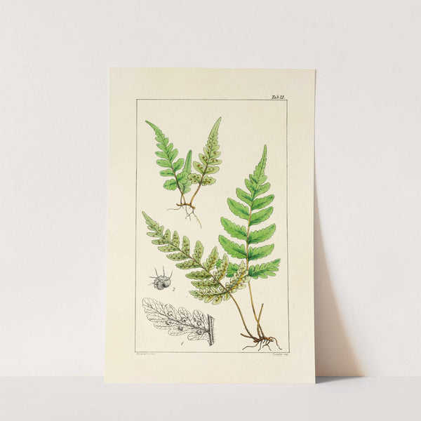 A century of ferns Pl.21 by William Jackson Hooker