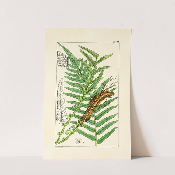 A century of ferns Pl.22 by William Jackson Hooker