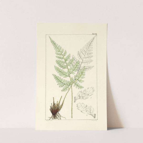 A century of ferns Pl.23 (1854) by William Jackson Hooker
