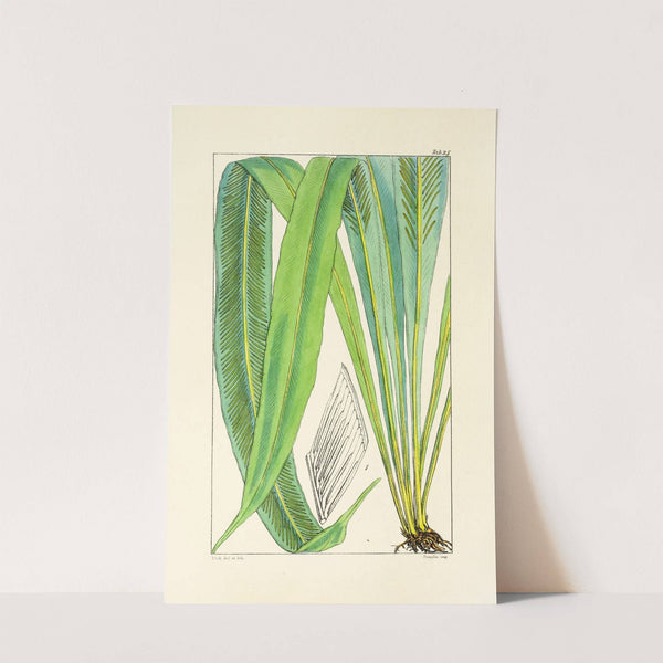 A century of ferns Pl.25 (1854) by William Jackson Hooker