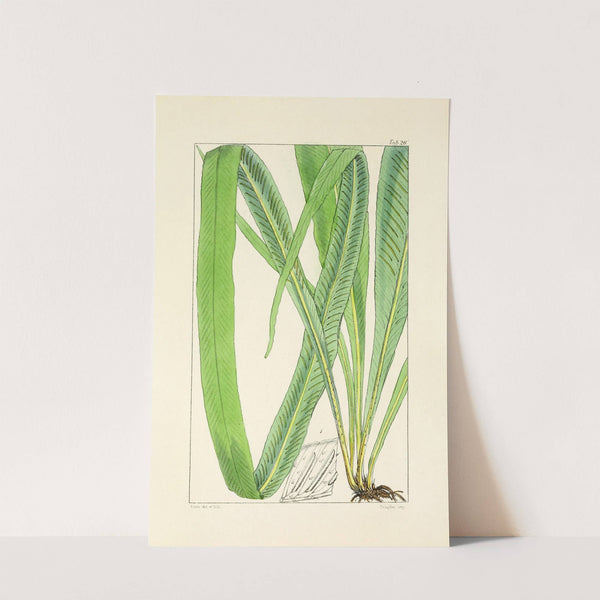 A century of ferns Pl.26 (1854) by William Jackson Hooker