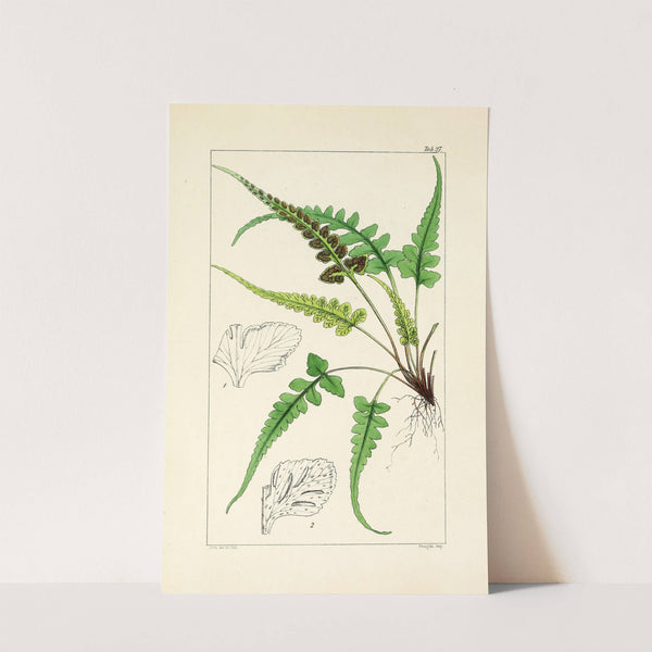 A century of ferns Pl.27 (1854) by William Jackson Hooker