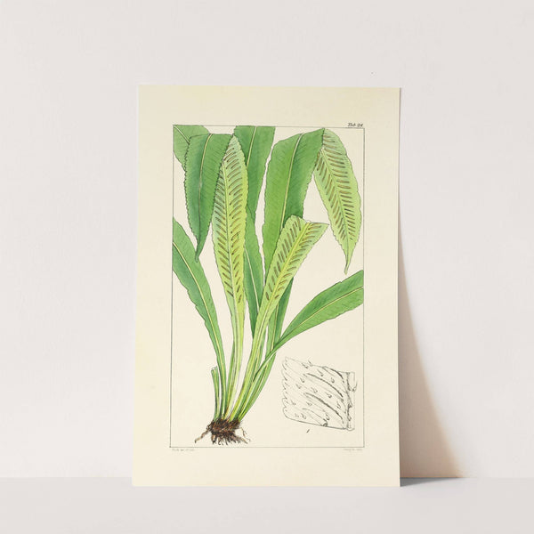 A century of ferns Pl.28 (1854) by William Jackson Hooker