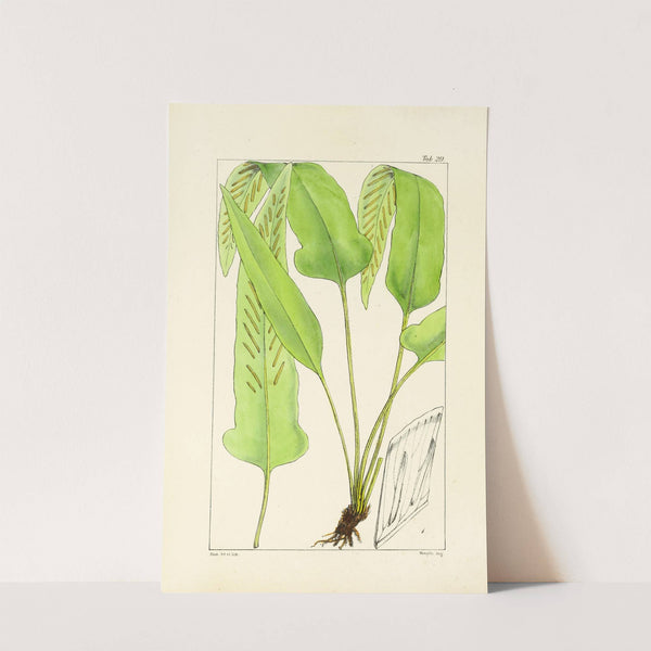 A century of ferns Pl.29 by William Jackson Hooker