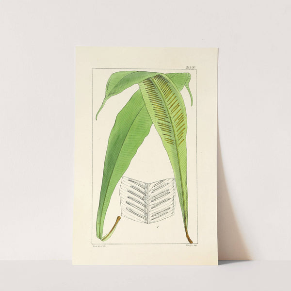 A century of ferns Pl.30 by William Jackson Hooker