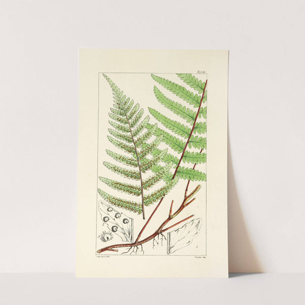 A century of ferns Pl.31 by William Jackson Hooker