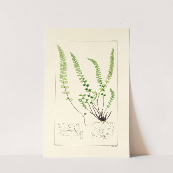 A century of ferns Pl.32 by William Jackson Hooker