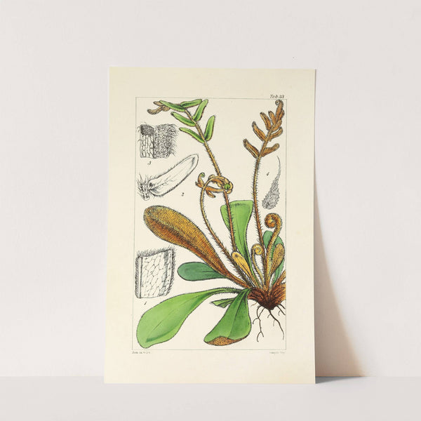 A century of ferns Pl.33 by William Jackson Hooker