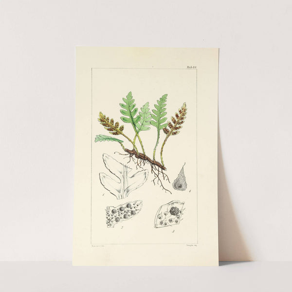 A century of ferns Pl.34 by William Jackson Hooker