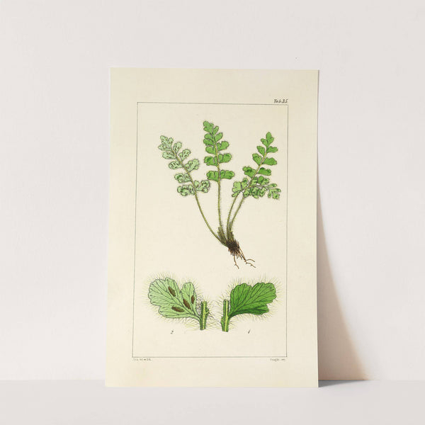 A century of ferns Pl.35 by William Jackson Hooker