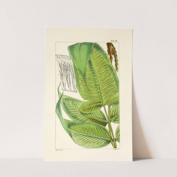 A century of ferns Pl.36 by William Jackson Hooker