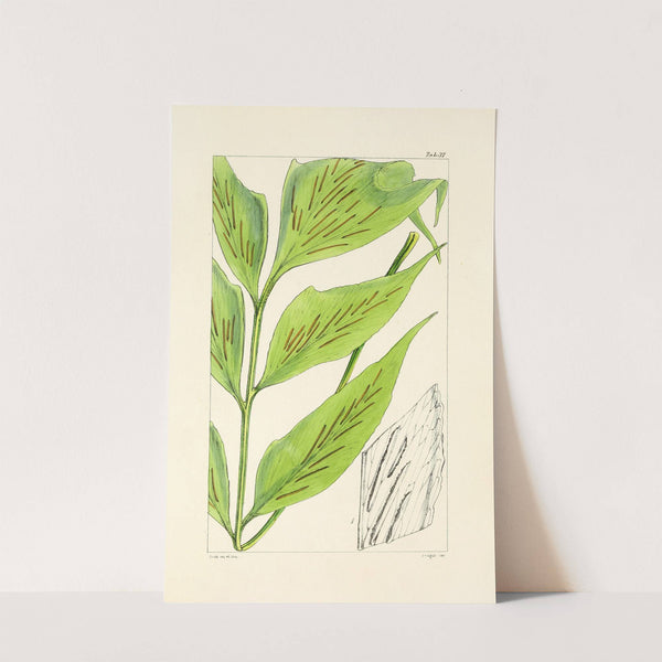 A century of ferns Pl.37 by William Jackson Hooker