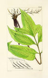 A century of ferns Pl.38