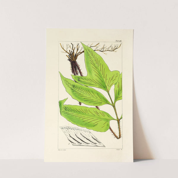 A century of ferns Pl.38 by William Jackson Hooker