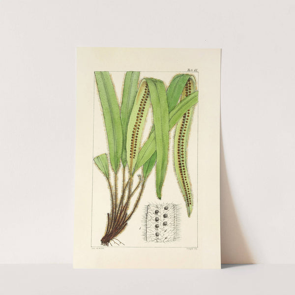 A century of ferns Pl.39 by William Jackson Hooker