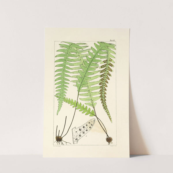 A century of ferns Pl.40 by William Jackson Hooker