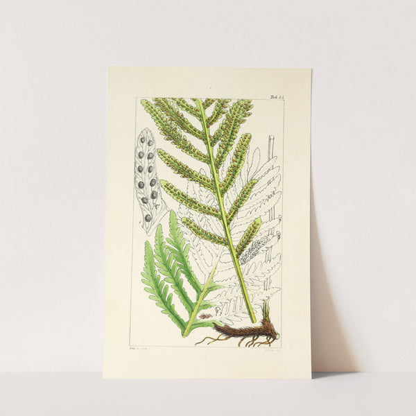 A century of ferns Pl.43 by William Jackson Hooker