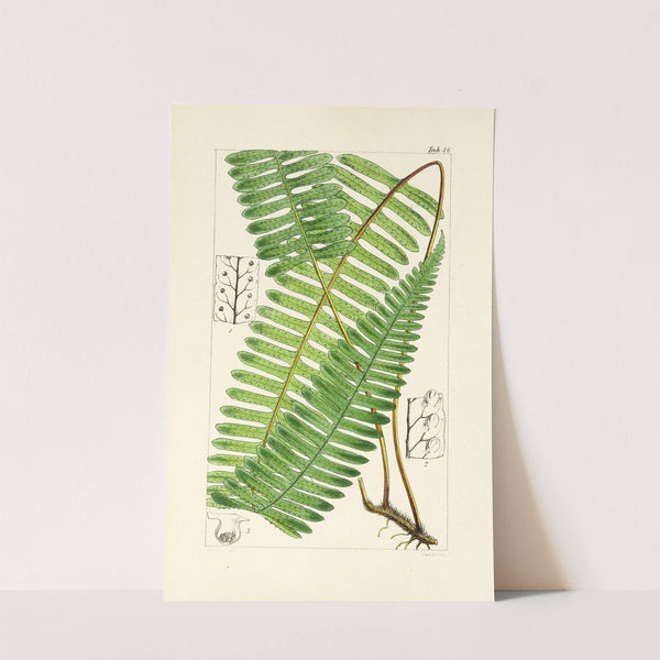 A century of ferns Pl.44 by William Jackson Hooker